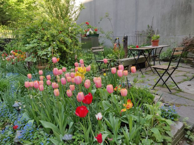 Tulips blooming in Parque de tranquilidad garden
