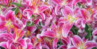 A cluster of pink day lily flowers